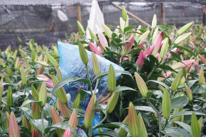 Hà Nội: Làng hoa Tây Tựu nở trái mùa, nông dân khóc ròng vì cắm nhà trả nợ